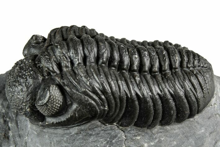 Phacopid (Adrisiops) Trilobite - Jbel Oudriss, Morocco #355875